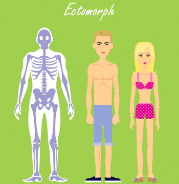 Der ektomorphe Stoffwechseltyp - Skelette, Mann, Frau